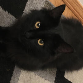 A picture of a black cat on a gray carpet